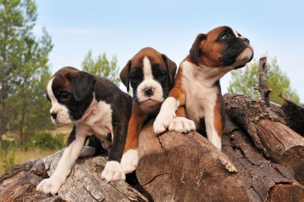 Hvordan trene en bokserhund - bokser sosialisering