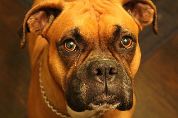 Hvordan trene en bokserhund - riktig dårlig oppførsel