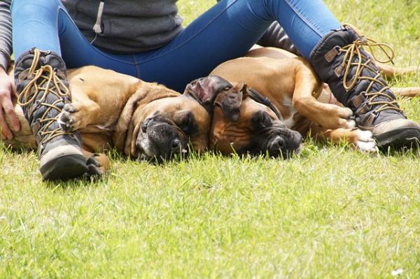 Hvordan trene en bokserhund - Boxer Puppy Learning