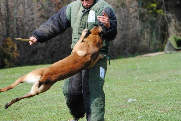 Schutzhund Dog Training - Observasjoner av Schutzhund