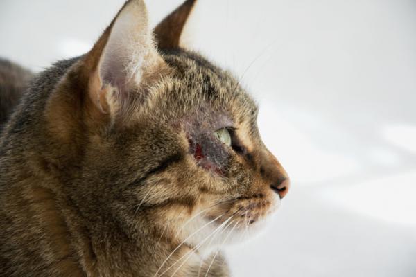 Hudsykdommer hos katter - Soldermatitt hos katter