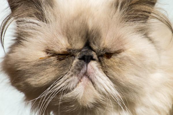 Hudsykdommer hos katter - Hudsykdommer hos persiske katter