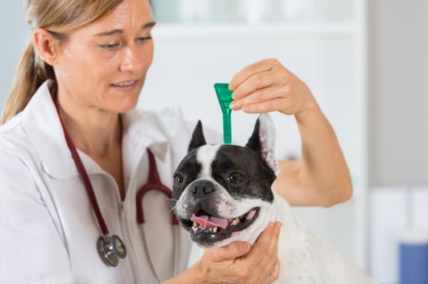 Krokorm hos hunder - Symptomer og behandling - Forebygging av krokorm hos hunder