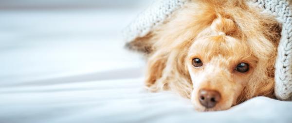 De vanligste sykdommene hos puddelhunder - Hormonelle sykdommer 