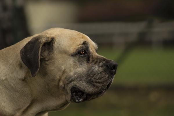 Homeopati for hunder med slitasjegikt - Artrose hos hunder og medikamentell behandling