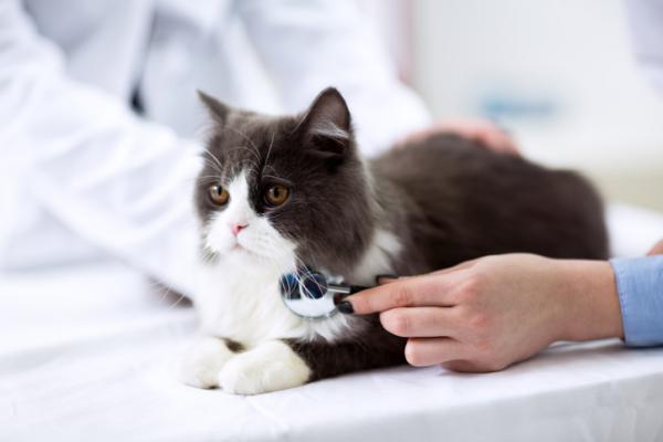 Hjertesvikt hos katter - årsaker, symptomer og behandling - behandling av hjertesvikt hos katter