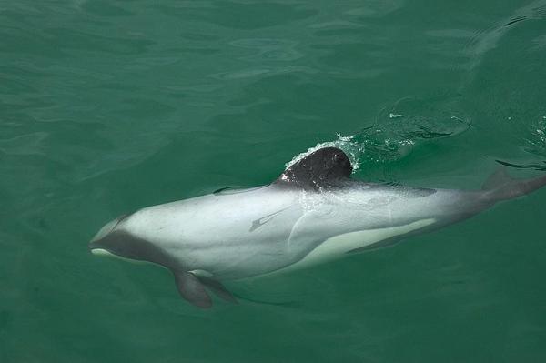 Delfiner i fare for utryddelse - 1. Hectors delfin