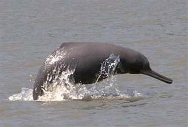 Delfiner i fare for utryddelse - 5. Indus delfin