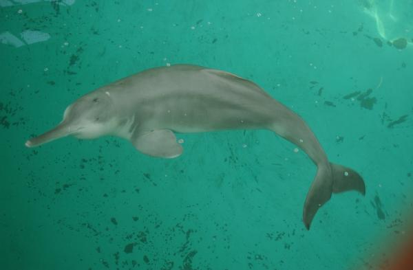 Delfiner i fare for utryddelse - 6. Biji