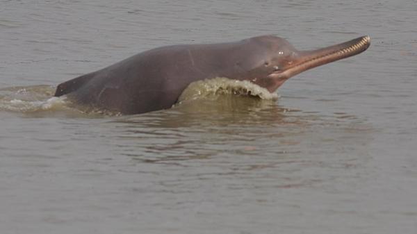 Delfiner i fare for utryddelse - 4. Ganges delfin