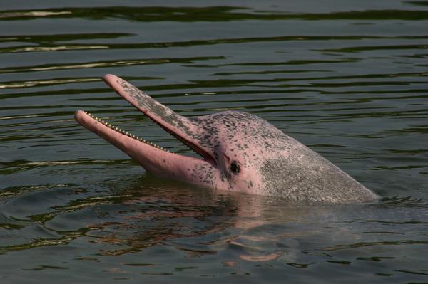Delfiner i fare for utryddelse - 3. Rosa delfin ved Amazonas -elven