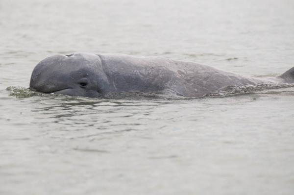 Truede delfiner - 2. Irawadi River Dolphin
