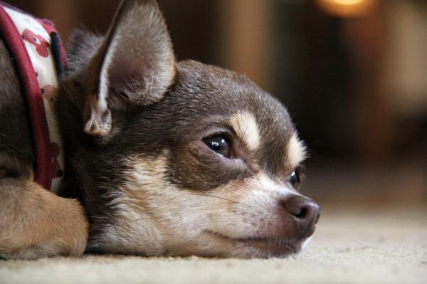Hundene som feller mest hår - Chihuahua