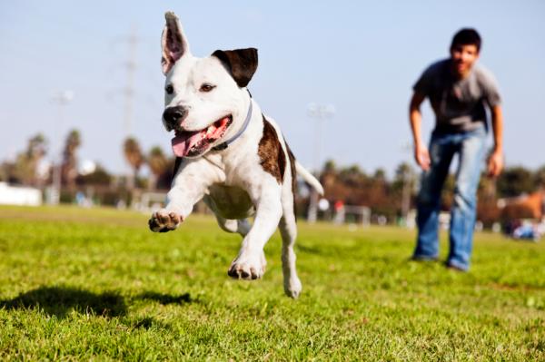 De 8 beste sitterhundene - 2. Pit Bull Terrier