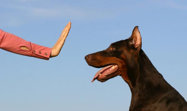 Hvordan lære hunden din å spore - Sporingsrelaterte atferdsproblemer