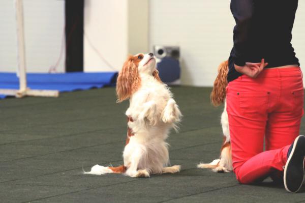 Hundesport - Canine freestyle: dans med hunden din