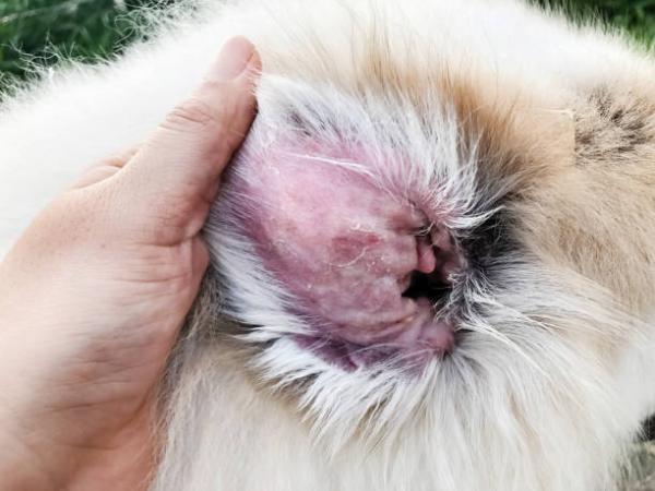 Hudsykdommer hos hunder - 4. Malsezia dermatitt