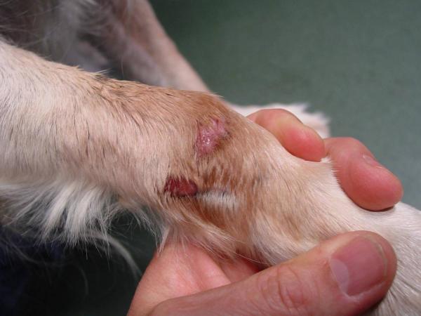 Hudsykdommer hos hunder - 14. Atferdsproblemer