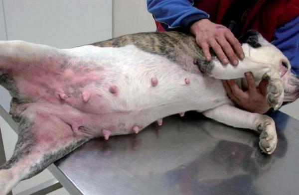 Hudsykdommer hos hunder - 2. Atopisk dermatitt