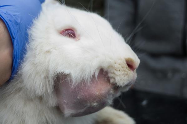Abscesser hos kaniner - symptomer og behandling - Hva er abscesser?