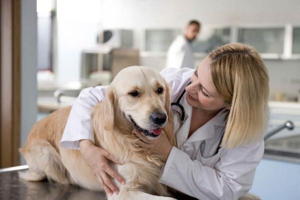 Aspirin for hunder - Dosering og anbefalinger - Kan jeg gi hunden min halv aspirin?