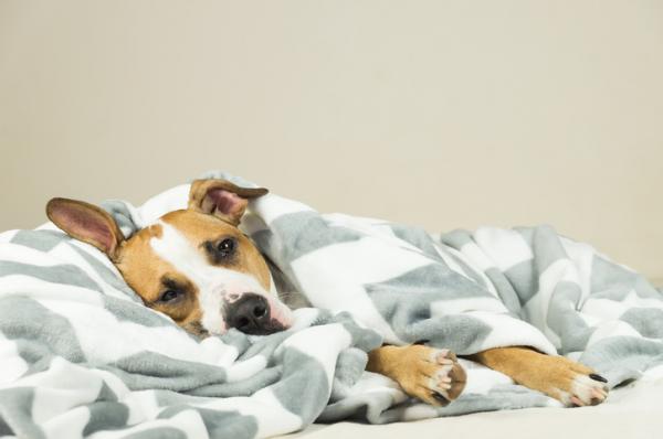 Canine Babesiosis - Symptomer, smitte og forebygging - Symptomer på Canine Babesiosis