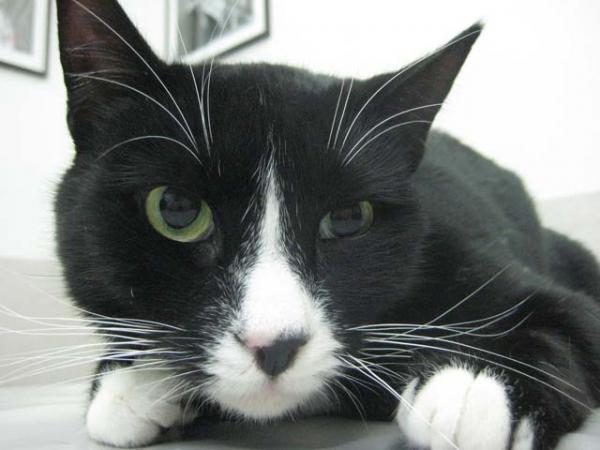 Horners syndrom hos katter - årsaker og behandling - symptomer på hornersyndrom hos katter