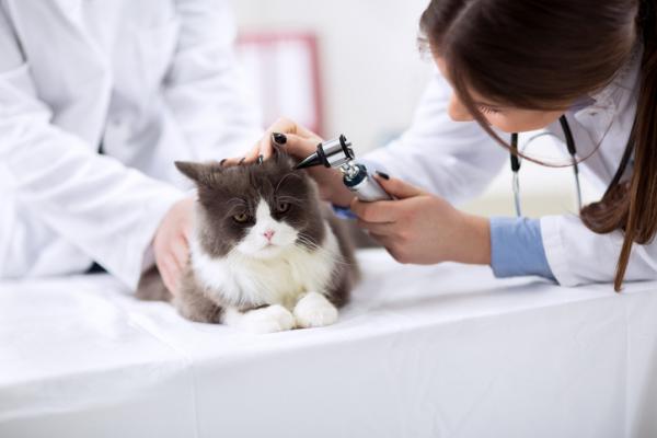 Horners syndrom hos katter - Årsaker og behandling - Behandling av Horners syndrom hos katter