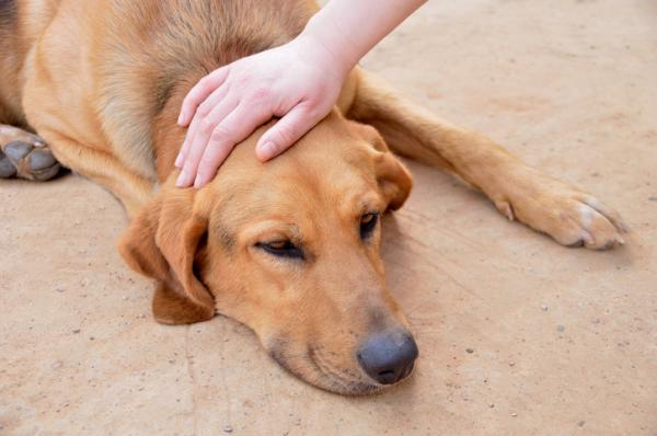 Nyresvikt hos hunder - Symptomer og behandling - Forventet levetid for en hund med nyresvikt