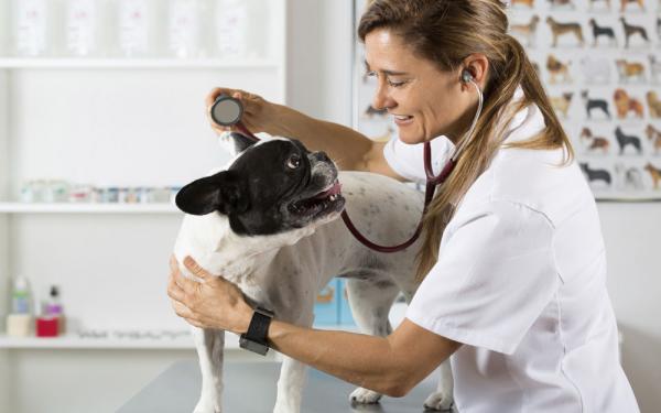 Hjertesvikt hos hunder - symptomer og behandling - symptomer på hjertesvikt
