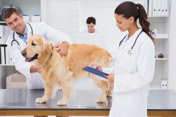 Canine Ehrlichiosis - Symptomer og behandling - Canine Ehrlichiosis Treatment
