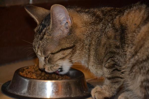 Cat Feeders - Typer og hvordan du velger det beste - Classic Cat Feeders