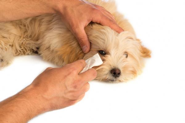 Hvordan rengjøre hundens øyne?  - Hvordan kan jeg rense øynene til hunden min?