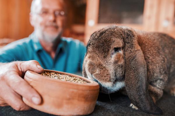 Hvordan rengjøre ørene på en kanin?  - Hvordan manipulere kaninen vår?