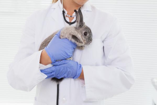 Hvordan rengjøre ørene på en kanin?  - Skilt å ta hensyn til