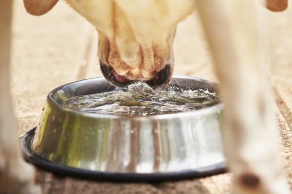 Hvorfor drikker hunden min mye vann?  - Hvor mye vann bør en hund drikke per dag?