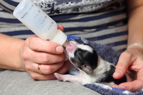 Feeding Newborn Puppies - Feeding a Newborn Puppy
