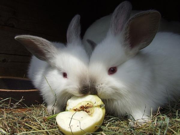 Daglig mengde mat til kaniner - Frukt, god, men i små doser