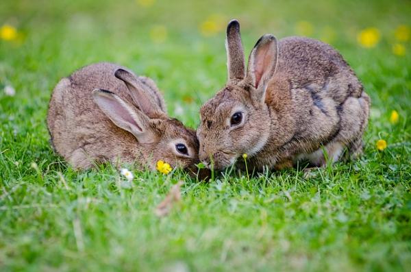 Daglig matbeløp for kaniner - Generelle fakta for fôring av kaniner 
