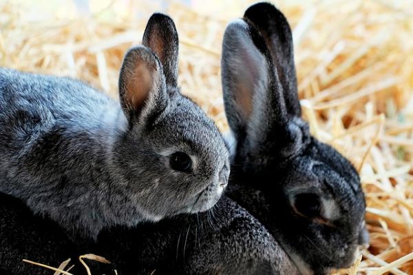 Daglig mengde mat til kaniner - Kaninens første måneder av livet