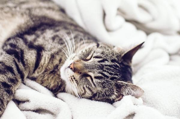 Hjemmelaget loppesjampo for katter - En loppespray og anbefaling