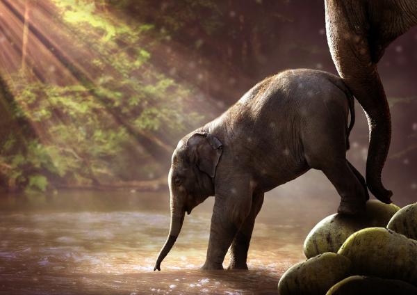 Truede elefanter - Hvordan redde elefanter?