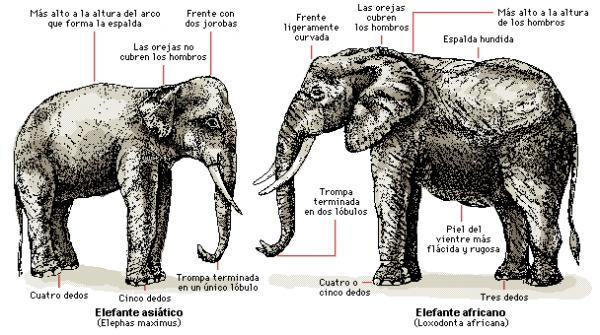Truede elefanter - typer elefanter