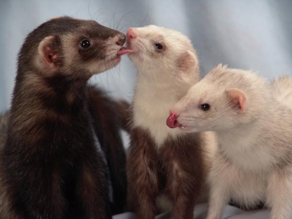 Ferret Bad Odor Tips - Sterilisering