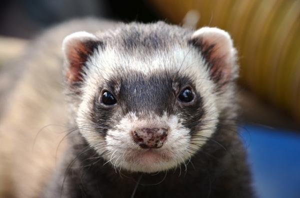 Ferret Bad Odor Tips - Perianal Glands