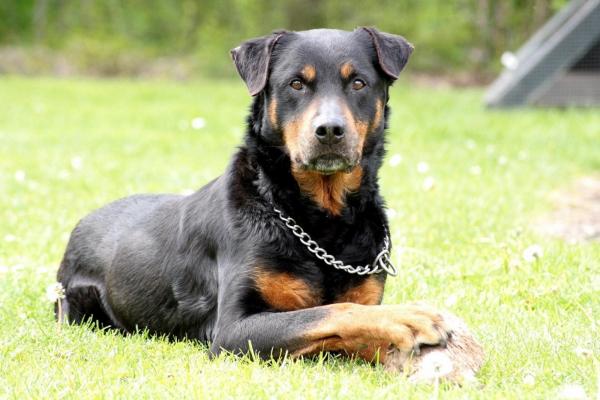 Topp 10 mest populære tyske hunderaser - 4. Rottweiler