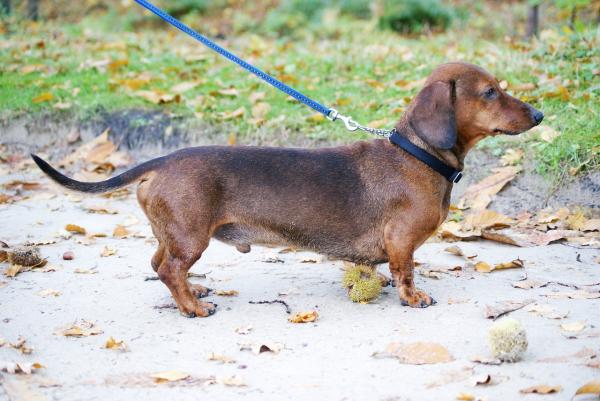 De 10 mest populære tyske hunderaser - 7. Dachshund eller dachshund