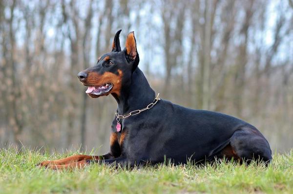 De 10 mest populære tyske hunderaser - 9. Doberman