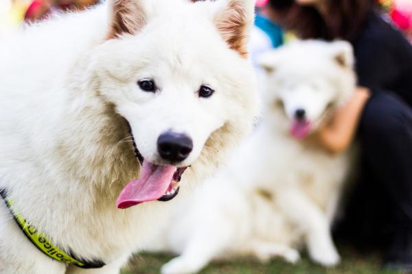 De beste hunderaser for allergikere - Samoyed