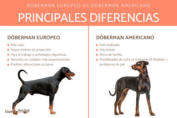 Typer Dobermans - Forskjeller mellom den europeiske Doberman og den amerikanske Doberman